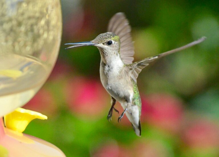 Beginner Tips for Backyard Birdwatching: Enjoy Nature from Home